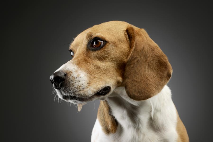 Beagle schaut süß