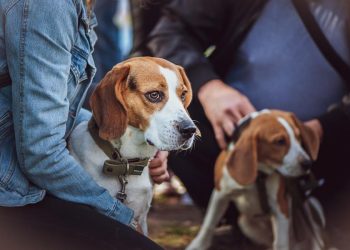 Zwei Beagles auf der Hundeaustellung