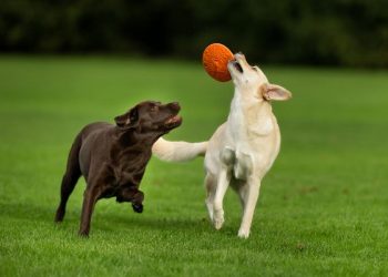 Brauner und beiger Labrador Retriever fangen einen Ball