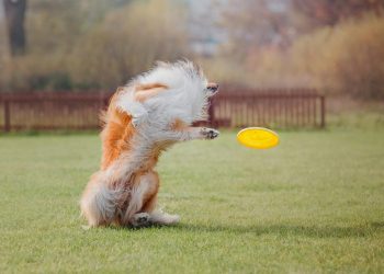 Hund fängt Frisbee Scheibe