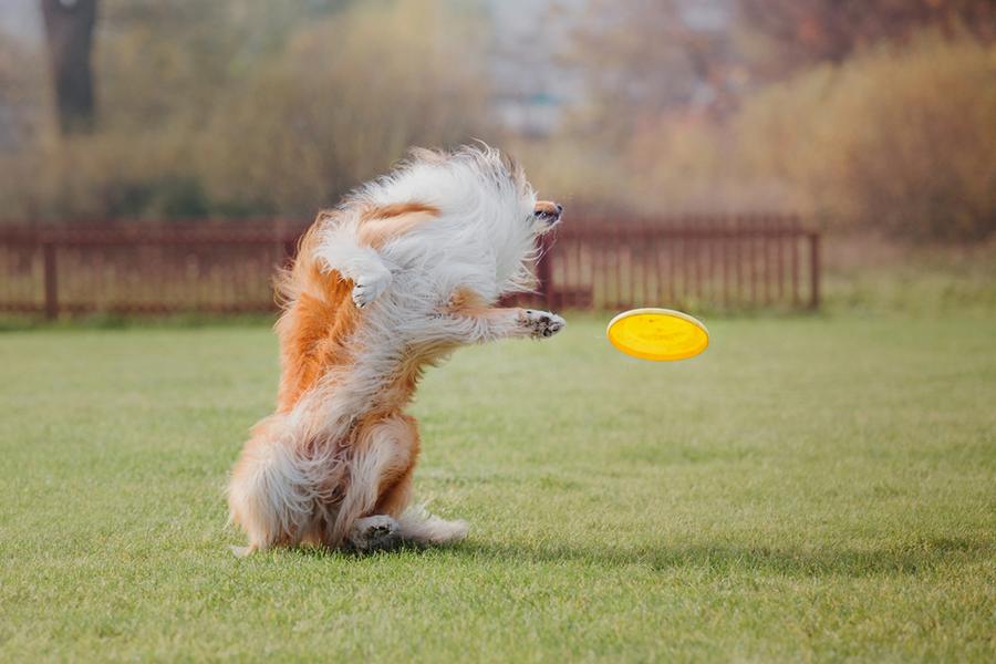 Hund fängt Frisbee Scheibe