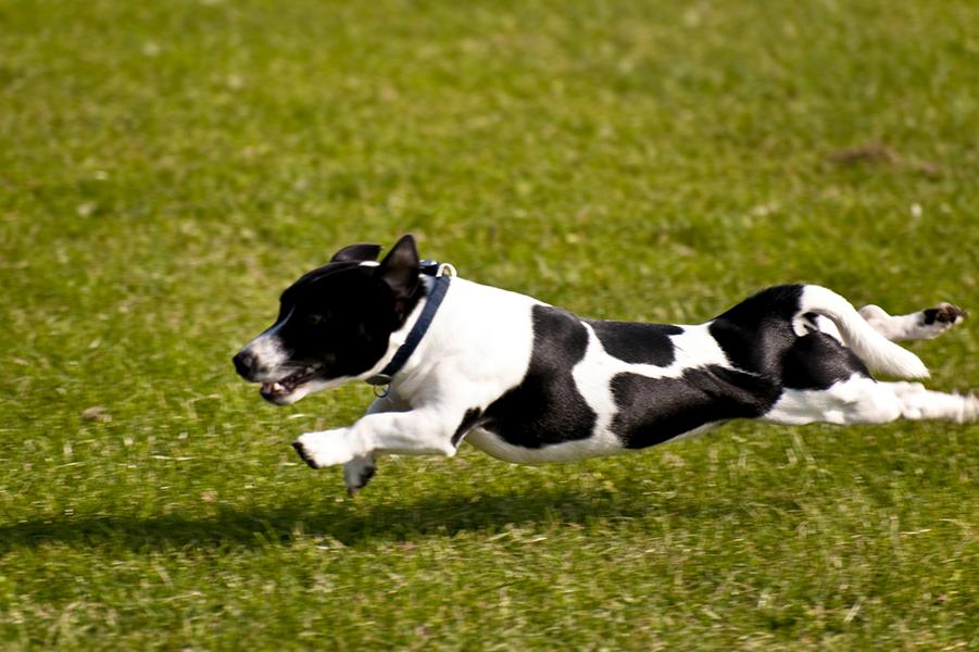 Hund fliegt über den Rasen