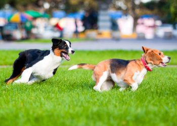 Zwei Hunde jagen sich im Park
