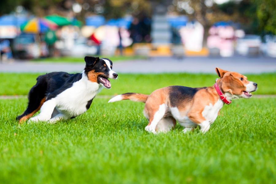 Zwei Hunde jagen sich im Park