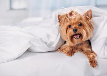 kleiner Yorkshire Terrier im Bett