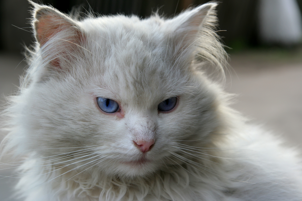 Alte weiße Katze mit blauen Augen