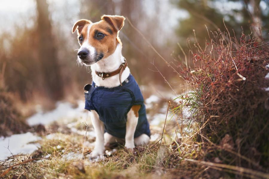 Jack Russel Terrier mit Winterjacke